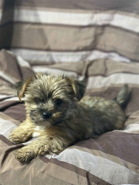 Teacup Yorkie - Male | PetClassifieds.com