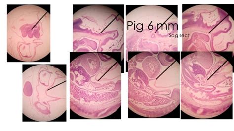 Pig and chick embryology lab