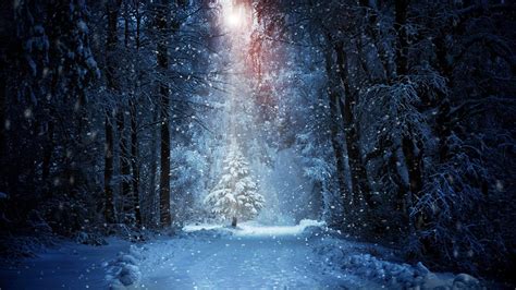 Winter Night Forest Wallpapers - Top Free Winter Night Forest Backgrounds - WallpaperAccess