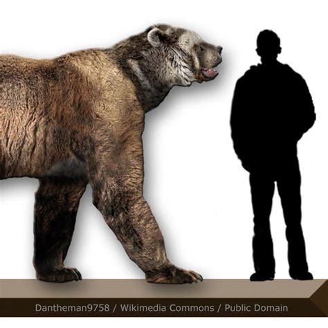 How Big Was This Short-Faced Bear? - North American Bear CenterNorth American Bear Center