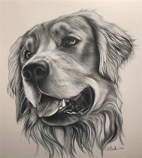 Custom Pet Portrait. Realistic Dog Drawing. Golden Retriever | Etsy