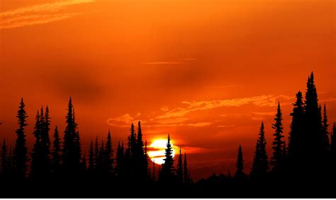 Sunset Orange Forest 4k Wallpaper,HD Nature Wallpapers,4k Wallpapers,Images,Backgrounds,Photos ...