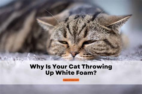 Why Is Your Cat Throwing Up White Foam? The Vet’s Answer