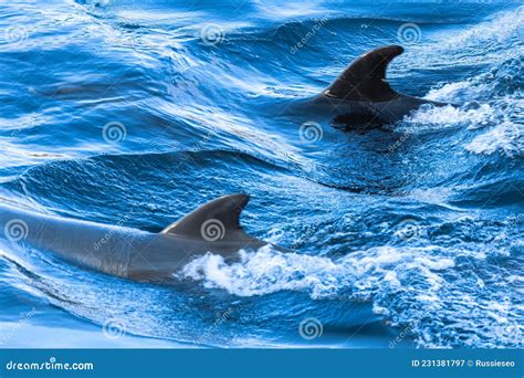 Dolphin fins stock image. Image of marine, ocean, spinner - 231381797