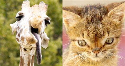 Animals With Down Syndrome: Debunking This Mistaken Trend