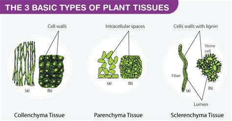 Parenchyma cells: Definition, Structure, Types, Functions