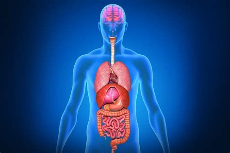 Picture Organs In Human Body - Body Organs Diagram | Bodaswasuas