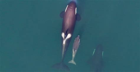 Orca pod returns to central B.C. coast after 20 years: researchers | Globalnews.ca