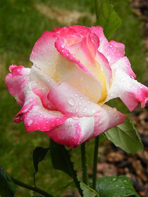 17 Best images about Bi-Color, Two-Toned Roses on Pinterest | Yellow roses, Bologna and Hybrid ...