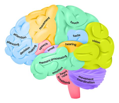 Parts Of The Brain And Their Functions Chart