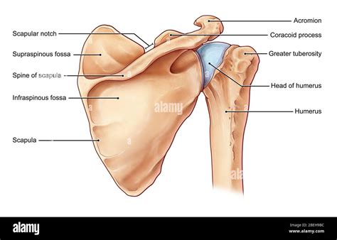 Coracoid process hi-res stock photography and images - Alamy