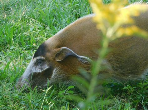 Red river hog - ZooChat