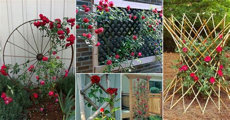 Climbing Roses Trellis: Which Types Are Suitable And How, 40% OFF