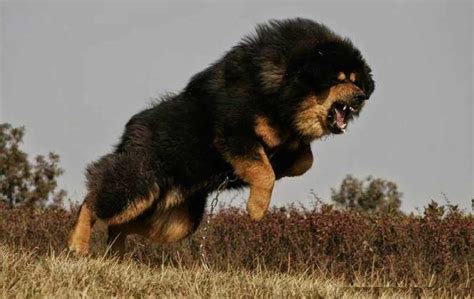 Tibetan Mastiff