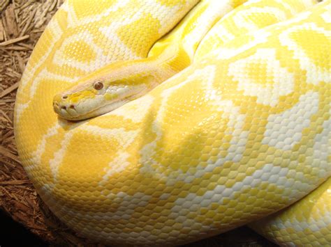 File:Burmese Python 02.jpg - Wikipedia