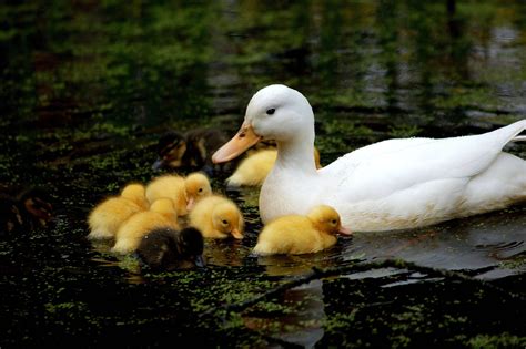 Baby Duck Wallpapers - Wallpaper Cave