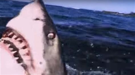 Great White Shark Attacks On Humans Pictures