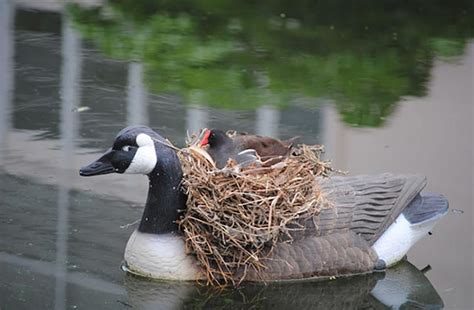 20 Unusual Bird Nests Built In The Weirdest Places