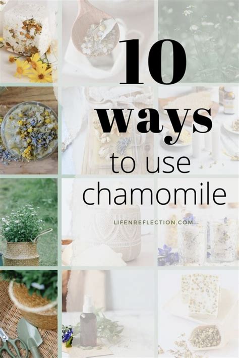 Chamomile Uses: 10 Things to Make with Chamomile