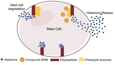 Understanding the Difference Between Proteolytic Enzymes & Digestive Enzymes | What's Different