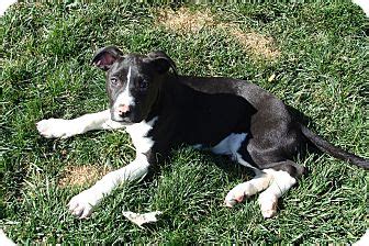 Lucky | Adopted Puppy | Tustin, CA | Great Dane/Border Collie Mix