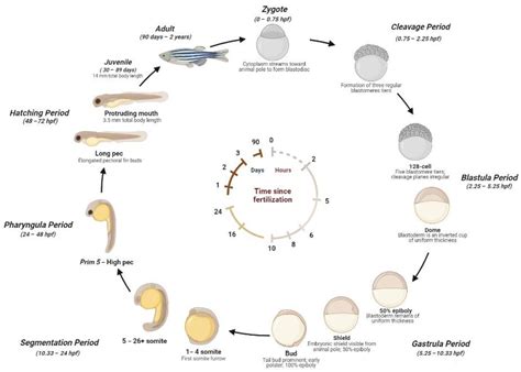 Zebrafish Development