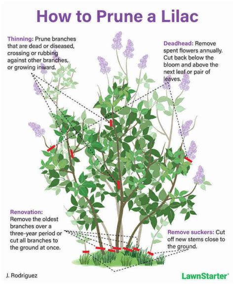 How to Prune Lilac Bushes Like a Pro in 2024 | Lilac bushes, Lilac gardening, Prune lilac bush