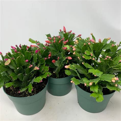 6" Christmas Cactus - Flowers Talk Tivoli