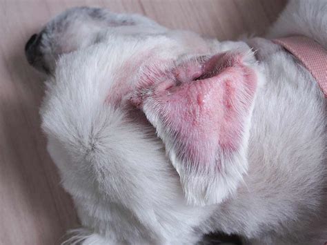 Yeast Ear Infections in Dogs - With Pictures & Vet Advice