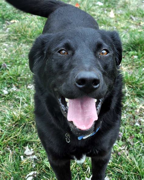 67+ Border Collie Mix Labrador Photo - Codepromos