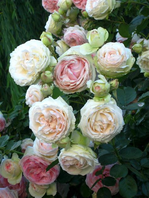 old english roses | Flickr - Photo Sharing!