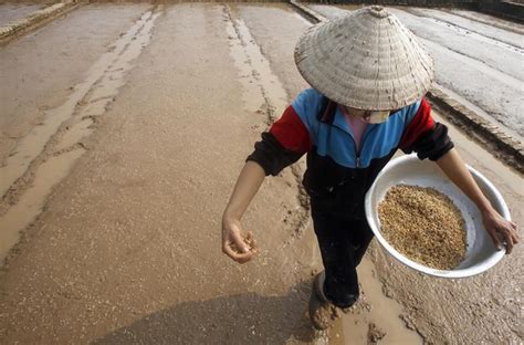 Research for Drought-Resistant Crops Gets Boost | Climate Central