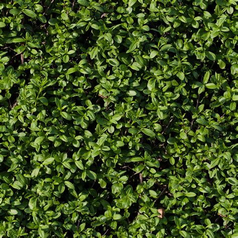 HIGH RESOLUTION TEXTURES: Seamless tileable hedge grass texture