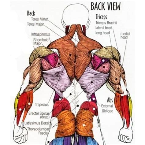 Anatomy Of The Back Bodybuilding Muscle Anatomy Anatomy Body Anatomy | Images and Photos finder