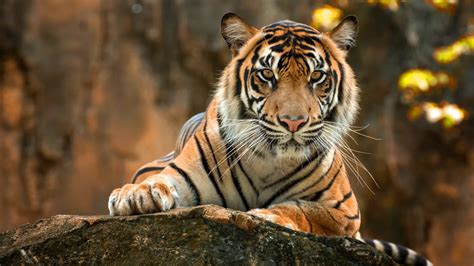 Animal Tiger Hd Wallpaper - Riset