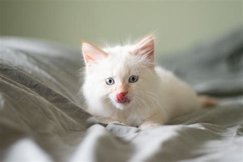 100+ Unusual and Unique Names for White Cats and Kittens - PetHelpful