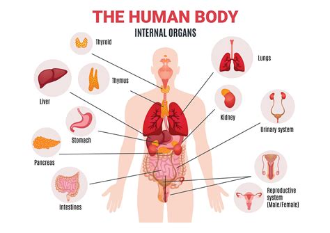 The Human Body Internal Organs Science Home School Learning - Etsy Canada