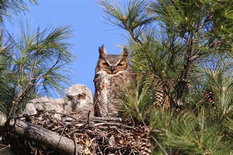 World Bird Sanctuary: Bird Nests