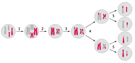 Heterozygous | Definition, Examples & Mutation - Lesson | Study.com