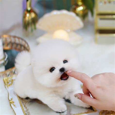 Mallow - Male Teacup Pomeranian - Mini Teacup Puppies, INC