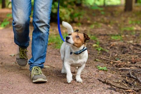 Dog Walking Etiquette 101 | Bowman Veterinary Hospital