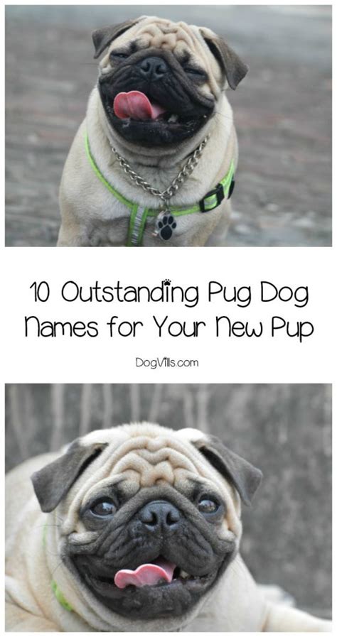 10 Outstanding Pug Dog Names for Your Sweet Pooch - DogVills