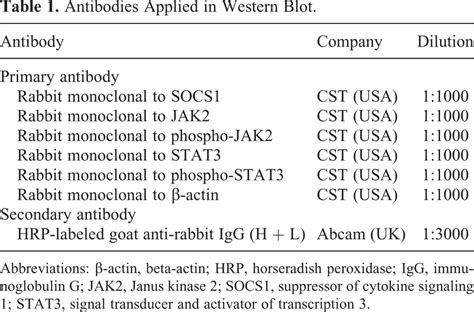 Antibodies Applied in Western Blot. | Download Scientific Diagram