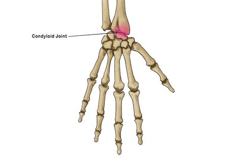 Condyloid Joint - Mammoth Memory definition - remember meaning