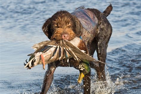 The 15 Best Duck Hunting Dog Breeds - DogsPlanet.com