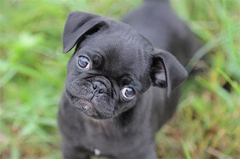 448 best images about Black Pug Puppies on Pinterest