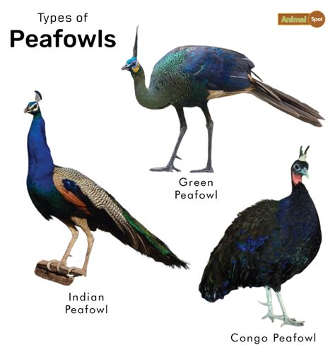 Names For A Pet Peacock at Mavis Roberts blog