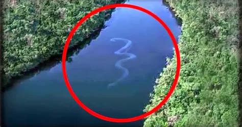 The Giant Snake ANACONDA Found Alive In Australia Broke Internet (Viral) ~ Entertainment News ...