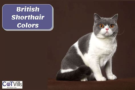 Stunning British Shorthair Colors: 23 Popular Ones