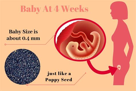 4-weeks-pregnant-baby-development-info-graphic.jpg - Babies carrier